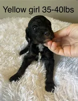 Yellow, a female Goldendoodle for sale in Delphos, OH – 1 of 4