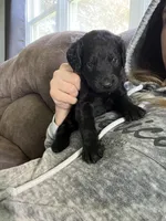 Black, a male Goldendoodle for sale in Delphos, OH – 5 of 8