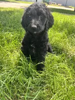 Orange, a female Goldendoodle for sale in Delphos, OH – 4 of 6