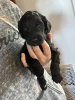 Orange, a female Goldendoodle for sale in Delphos, OH – 3 of 6