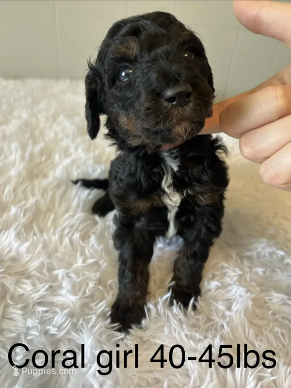 Coral – Goldendoodle puppy for sale in Delphos, OH