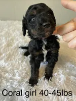 Coral, a female Goldendoodle for sale in Delphos, OH – 1 of 5