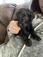 White, a female Goldendoodle for sale in Delphos, OH – 2 of 8