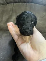 Orange, a female Goldendoodle for sale in Delphos, OH – 4 of 6