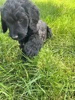 Orange, a female Goldendoodle for sale in Delphos, OH – 5 of 6