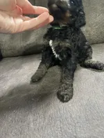 Green , a male Goldendoodle for sale in Delphos, OH – 3 of 4