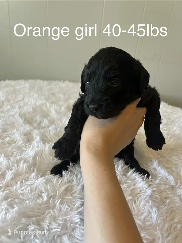 Orange – Goldendoodle puppy for sale in Delphos, OH