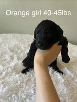 Orange, a female Goldendoodle for sale in Delphos, OH – 1 of 6