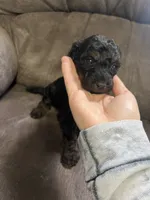 Purple, a female Goldendoodle for sale in Delphos, OH – 3 of 6