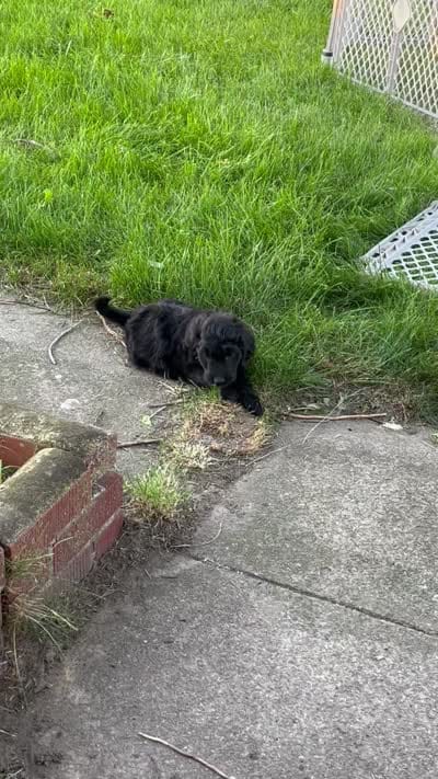 Orange, a female Goldendoodle for sale in Delphos, OH – 6 of 6