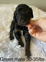 Green , a male Goldendoodle for sale in Delphos, OH – 1 of 4
