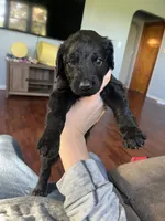 Black, a male Goldendoodle for sale in Delphos, OH – 8 of 8