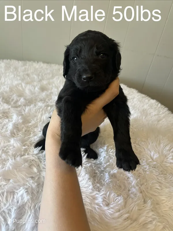 Black – Goldendoodle puppy for sale in Delphos, OH