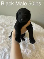 Black, a male Goldendoodle for sale in Delphos, OH – 1 of 8