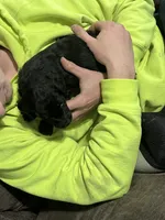 Black, a male Goldendoodle for sale in Delphos, OH – 4 of 8