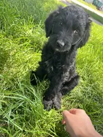 Orange, a female Goldendoodle for sale in Delphos, OH – 3 of 6