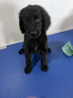Black, a male Goldendoodle for sale in Delphos, OH – 1 of 3