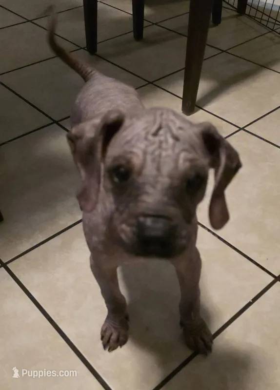 Dobby – Xoloitzcuintli puppy for sale in San Francisco, CA