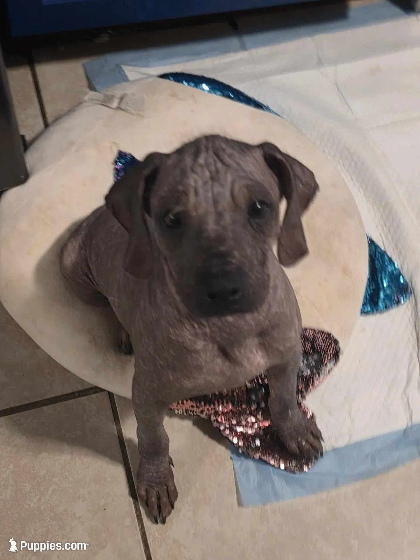 Dobby – Xoloitzcuintli puppy for sale in San Francisco, CA