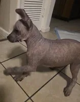 Dobby, a male Xoloitzcuintli for sale in San Francisco, CA – Photo 2 of 2