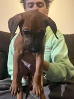 orange boy , a male Rhodesian Ridgeback for sale in Monument, CO – 7 of 9