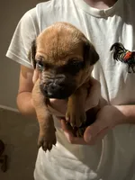 orange boy , a male Rhodesian Ridgeback for sale in Monument, CO – 2 of 9