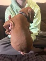 grey boy, a male Rhodesian Ridgeback for sale in Monument, CO – 7 of 7
