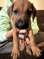 green boy, a male Rhodesian Ridgeback for sale in Monument, CO – 6 of 8