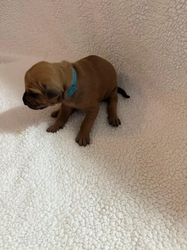 blue boy – Rhodesian Ridgeback puppy for sale in Monument, CO