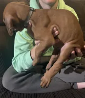 grey boy, a male Rhodesian Ridgeback for sale in Monument, CO – 5 of 7