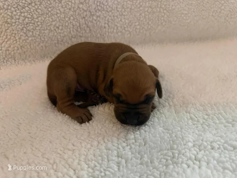grey boy – Rhodesian Ridgeback puppy for sale in Monument, CO