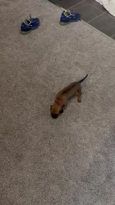red boy, a male Rhodesian Ridgeback for sale in Monument, CO – 5 of 9