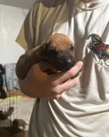 grey boy, a male Rhodesian Ridgeback for sale in Monument, CO – 3 of 7