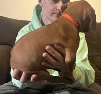 orange boy , a male Rhodesian Ridgeback for sale in Monument, CO – 8 of 9