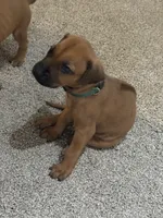 green boy, a male Rhodesian Ridgeback for sale in Monument, CO – 2 of 8