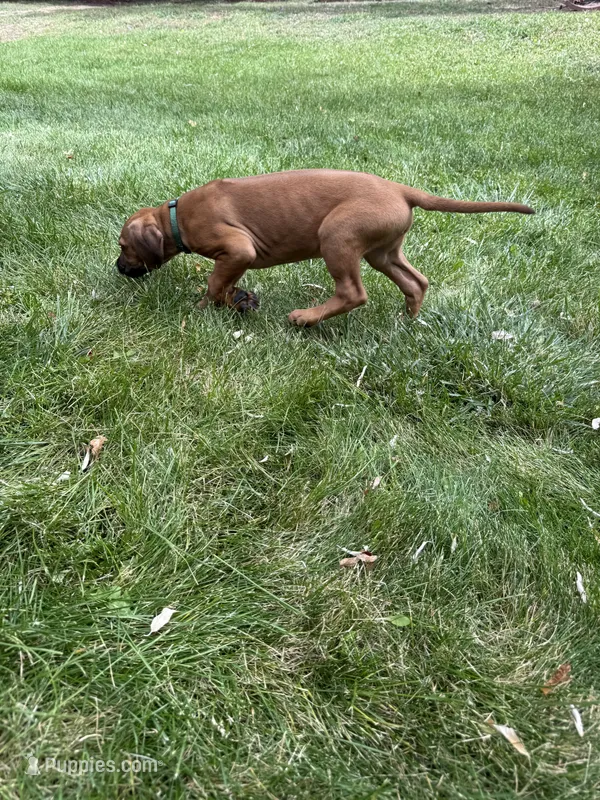 green boy – Rhodesian Ridgeback puppy for sale in Monument, CO