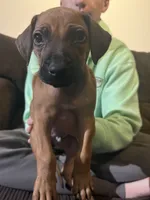 red boy, a male Rhodesian Ridgeback for sale in Monument, CO – 8 of 9