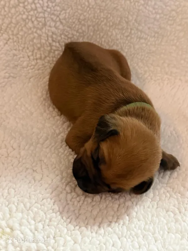 green boy – Rhodesian Ridgeback puppy for sale in Monument, CO