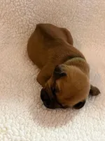 green boy, a male Rhodesian Ridgeback for sale in Monument, CO – 1 of 1