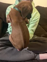green boy, a male Rhodesian Ridgeback for sale in Monument, CO – 7 of 8