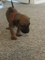 red boy, a male Rhodesian Ridgeback for sale in Monument, CO – 4 of 9