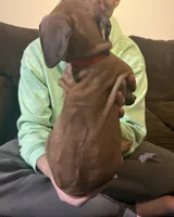 red boy, a male Rhodesian Ridgeback for sale in Monument, CO – 7 of 9