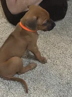orange boy , a male Rhodesian Ridgeback for sale in Monument, CO – 4 of 9