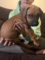 red boy, a male Rhodesian Ridgeback for sale in Monument, CO – 9 of 9