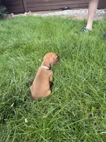 grey boy, a male Rhodesian Ridgeback for sale in Monument, CO – 4 of 7