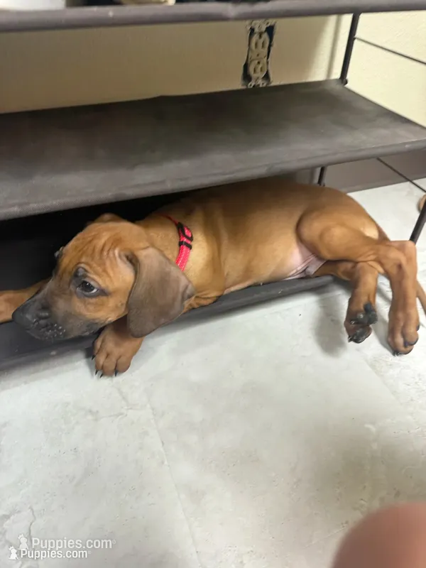 red boy – Rhodesian Ridgeback puppy for sale in Monument, CO