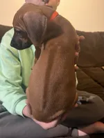 orange boy , a male Rhodesian Ridgeback for sale in Monument, CO – 9 of 9