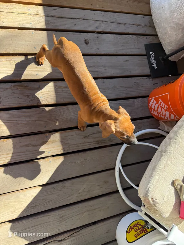 grey boy – Rhodesian Ridgeback puppy for sale in Monument, CO