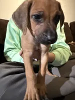 brown boy, a male Rhodesian Ridgeback for sale in Monument, CO – 3 of 5