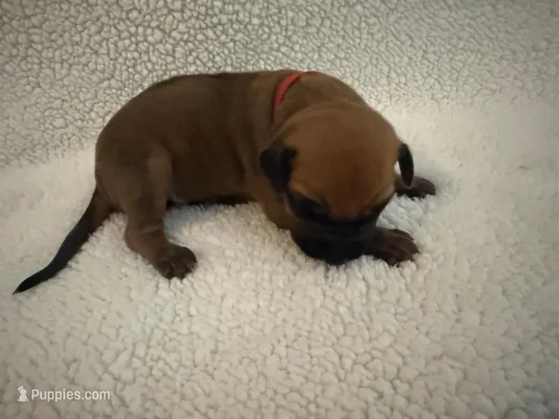 red boy – Rhodesian Ridgeback puppy for sale in Monument, CO